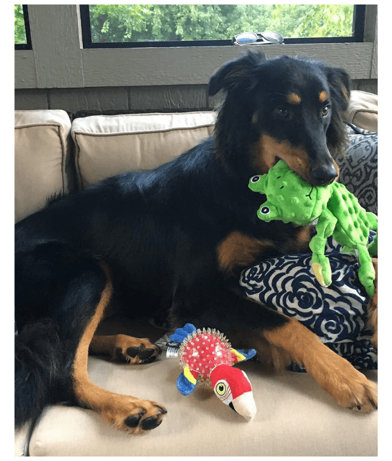 Spunky Pup - Furry Friends Plush Frog, Squeaky Crinkle Ball Dog Toy