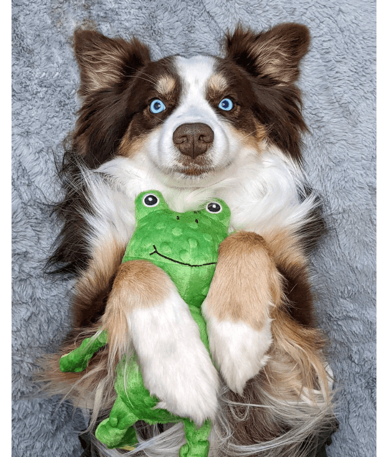Spunky Pup - Furry Friends Plush Frog, Squeaky Crinkle Ball Dog Toy