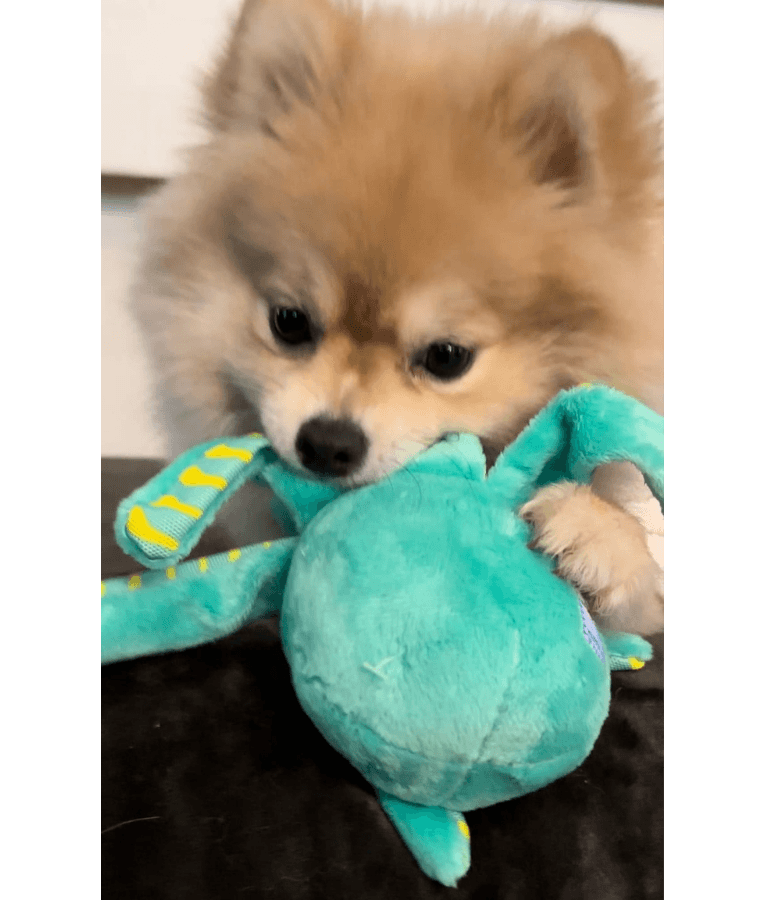 Spunky Pup - Octopus Clean Earth Plush Textured, Recycled Materials, Sustainable Floating Squeaky Dog Toy - Small