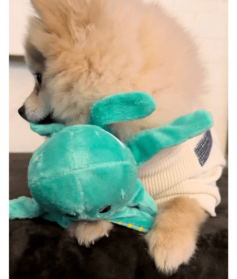 Spunky Pup - Octopus Clean Earth Plush Textured, Recycled Materials, Sustainable Floating Squeaky Dog Toy - Small