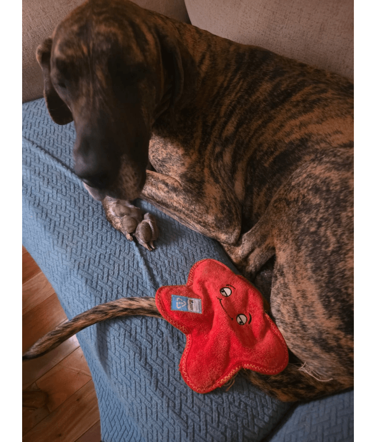 Spunky Pup - Starfish Clean Earth Plush Textured, Recycled Materials, Sustainable Floating Squeaky Dog Toy - Small