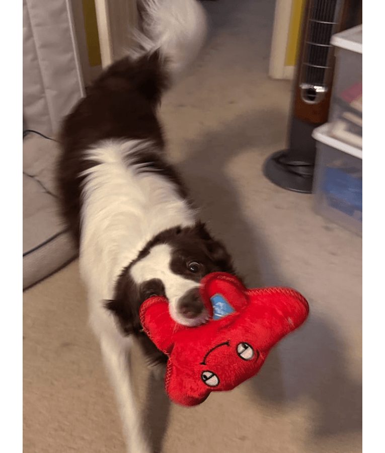 Spunky Pup - Starfish Clean Earth Plush Textured, Recycled Materials, Sustainable Floating Squeaky Dog Toy - Small