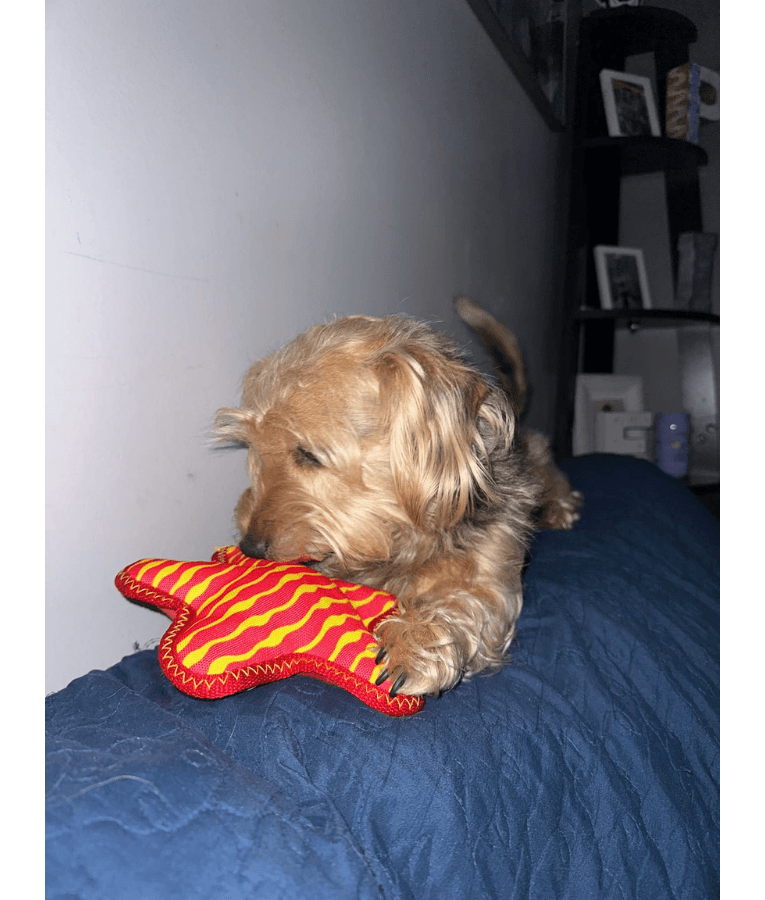 Spunky Pup - Starfish Clean Earth Plush Textured, Recycled Materials, Sustainable Floating Squeaky Dog Toy - Small