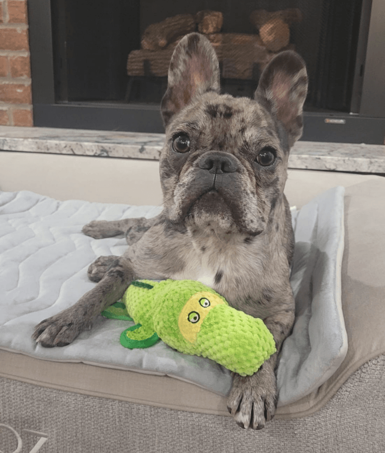 Spunky Pup - Gator Clean Earth Plush Textured, Recycled Materials - Sustainable Floating Squeaky Dog Toy