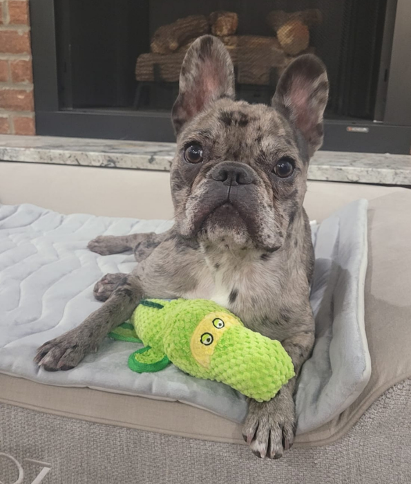 Spunky Pup - Gator Clean Earth Plush Textured, Recycled Materials - Sustainable Floating Squeaky Dog Toy
