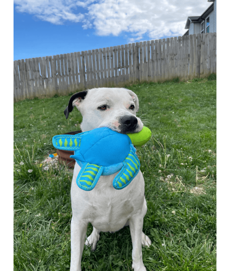 Spunky Pup - Turtle Clean Earth Plush Textured, Recycled Materials, Sustainable Floating Squeaky Dog Toy - Small