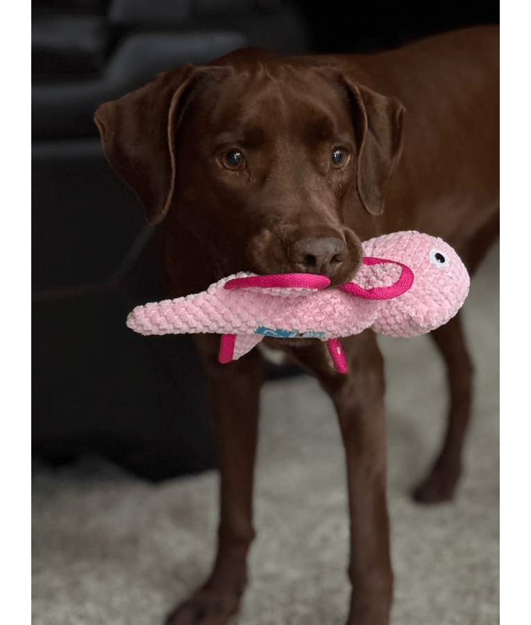 Spunky Pup - Chameleon Clean Earth Plush Textured, Recycled Materials - Sustainable Floating Squeaky Dog Toy