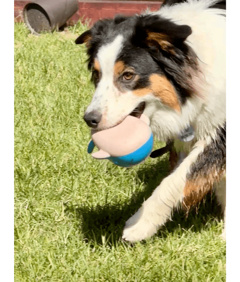 Spunky Pup - Gnaw Guard Whale Foam Toy, Textured Dental Chew, Floating Squeaky Dog Toy
