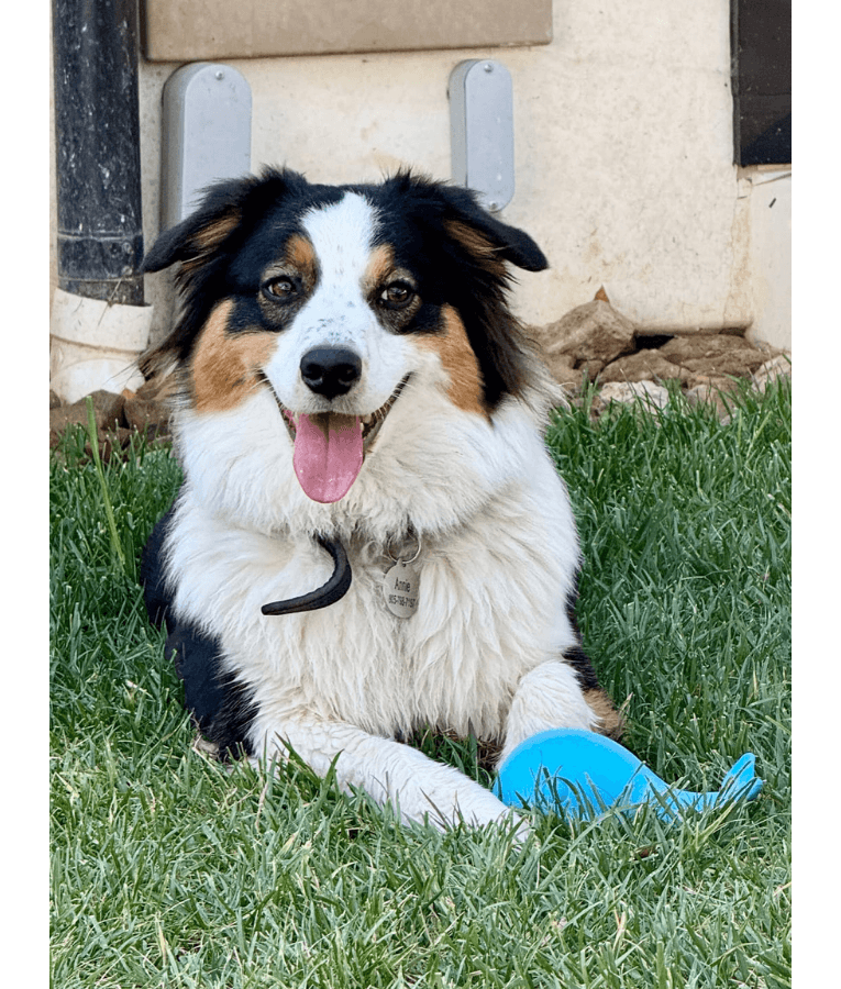 Spunky Pup - Gnaw Guard Whale Foam Toy, Textured Dental Chew, Floating Squeaky Dog Toy