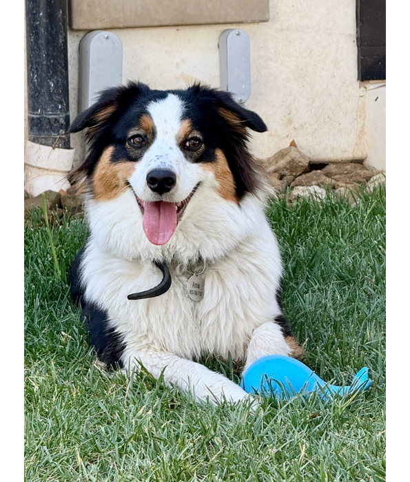Spunky Pup - Gnaw Guard Whale Foam Toy, Textured Dental Chew, Floating Squeaky Dog Toy