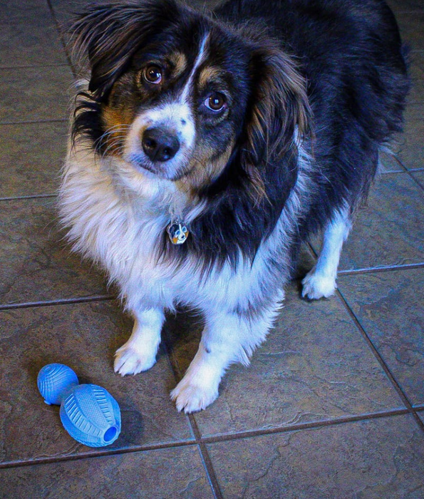 Spunky Pup - Gnaw Guard Bowling Pin Foam Toy, Textured Dental Chew - Floating Dog Toy