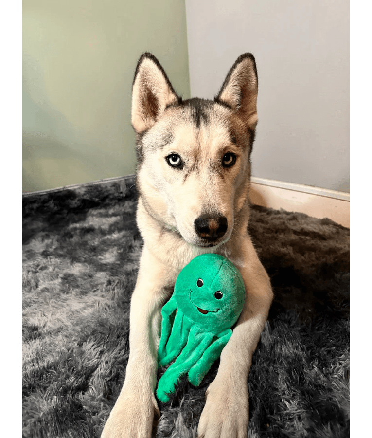 Spunky Pup - Octopus Clean Earth Plush Textured, Recycled Materials, Sustainable Floating Squeaky Dog Toy - Small