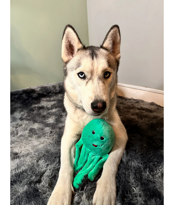 Spunky Pup - Octopus Clean Earth Plush Textured, Recycled Materials, Sustainable Floating Squeaky Dog Toy - Small