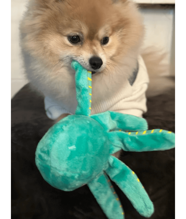 Spunky Pup - Octopus Clean Earth Plush Textured, Recycled Materials, Sustainable Floating Squeaky Dog Toy - Small