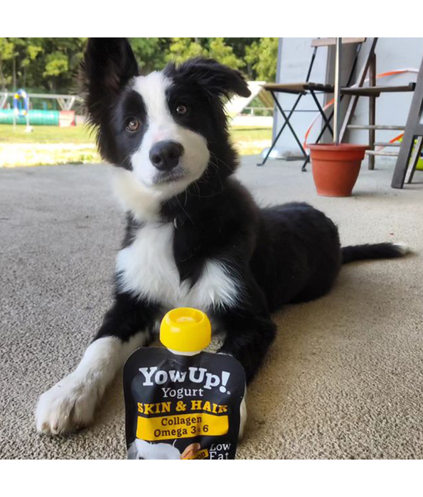 YowUp! - Yogurt for Dogs, Skin & Hair, Salmon & Collagen, Omega 3 & 6, Low Fat, Lactose-Free - 115g