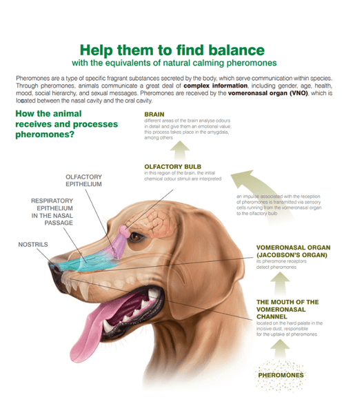 Dr Seidel Electric Adaptation Vaporizer For Dogs 37ml
