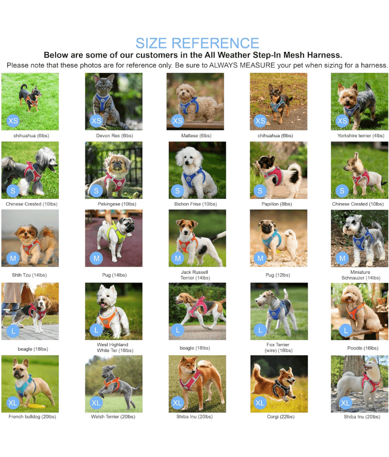 Doco - Athletica Quick Fit Dog Blue Harness
