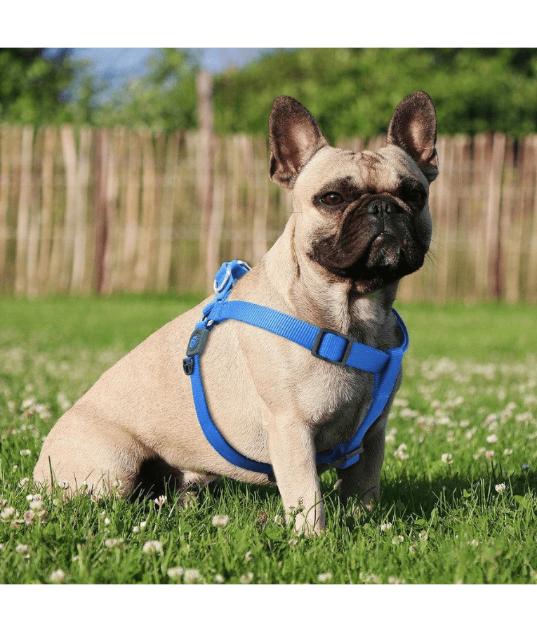 Doco - Signature Step-In Black Harness