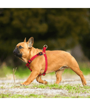 Doco - Signature Step-In Black Harness