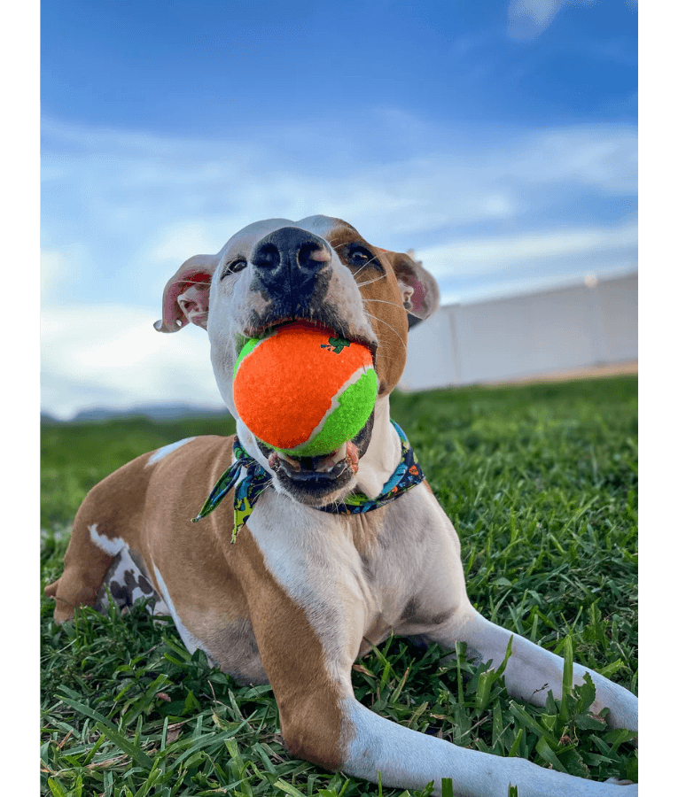 Spunky Pup - Squeaky Tennis Balls, Built-In Squeaker, Small Dog Fetch Toy - Small & Medium