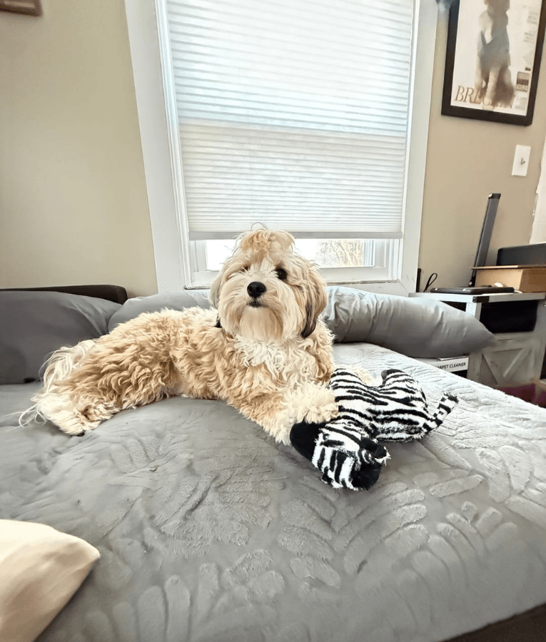 Spunky Pup - Tough Plush Zebra Toy, Triple Stitch Durable Squeaky