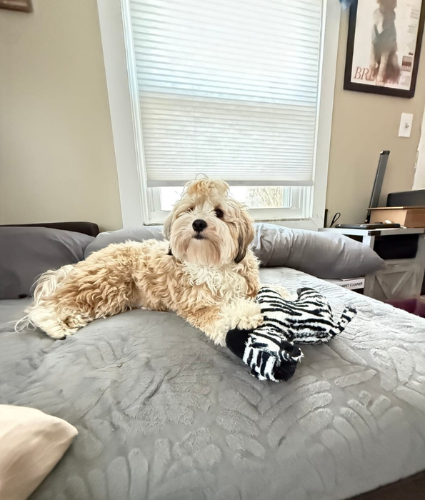 Spunky Pup - Tough Plush Zebra Toy, Triple Stitch Durable Squeaky