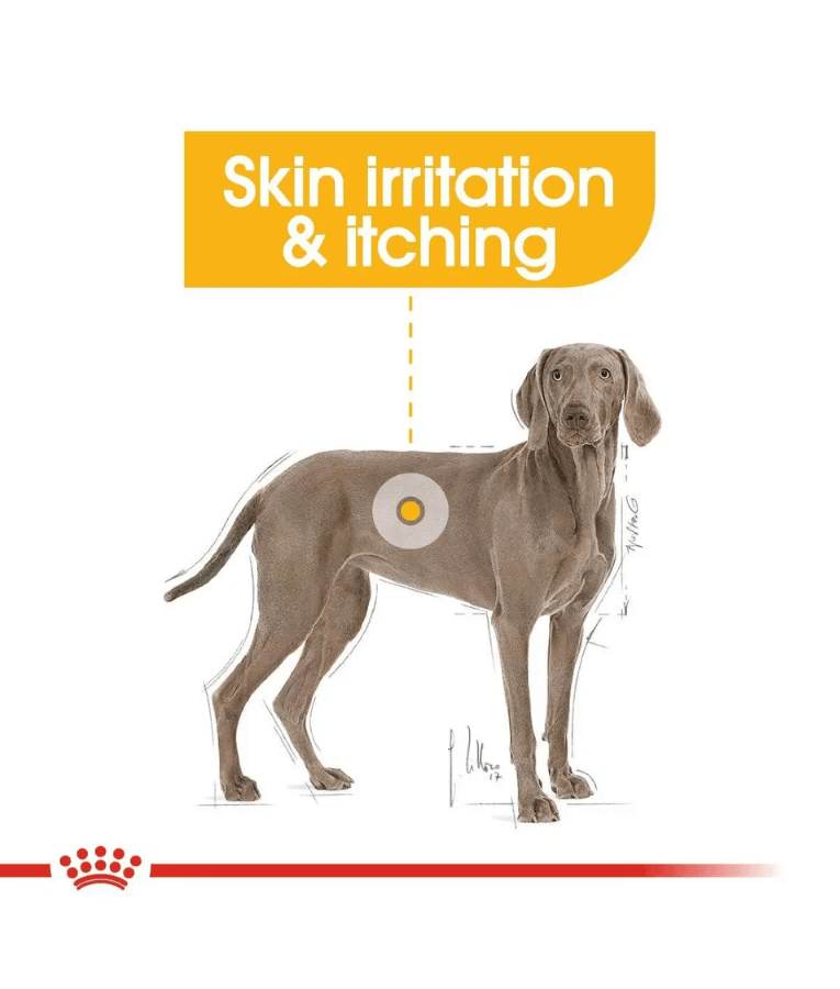 Royal Canin - Dermacomfort Maxi Dry Dog Food – Skin & Coat Care for Large Dogs - 12 kg