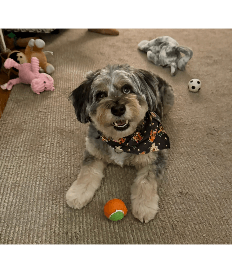 Spunky Pup - Squeaky Tennis Balls, Built-In Squeaker, Small Dog Fetch Toy - Small & Medium