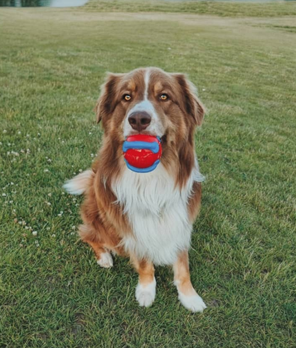 Kong - Jaxx Brights Ball Assorted