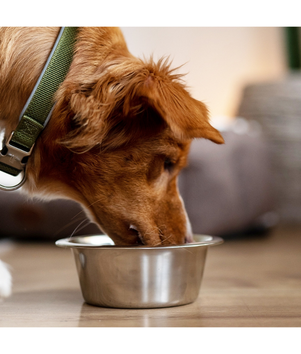 Nobby - Stainless Steel Dog Bowl, Durable Material, Multi-Size Options, Everyday Feeding Use - 13 cm 350 ml - 16 cm 800 ml