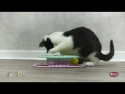 Trixie - Junior Cat/ kitten Activity Circle Track - Chase Track, Cat Toy - 24cm