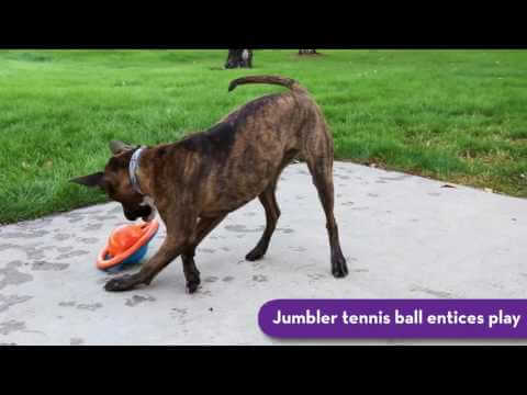 Kong - Jumbler Disc
