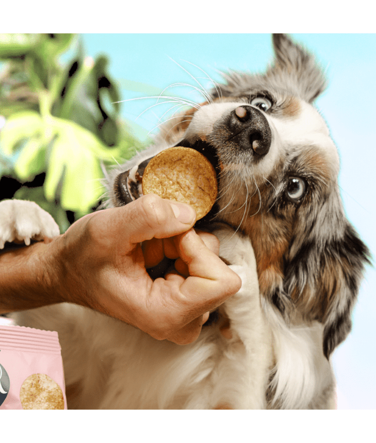 Smoofl - Dog Pops Cricket & Honey, Rice-Based Low Fat Treat, High Protein, Adult, All Breed Sizes - 24 g