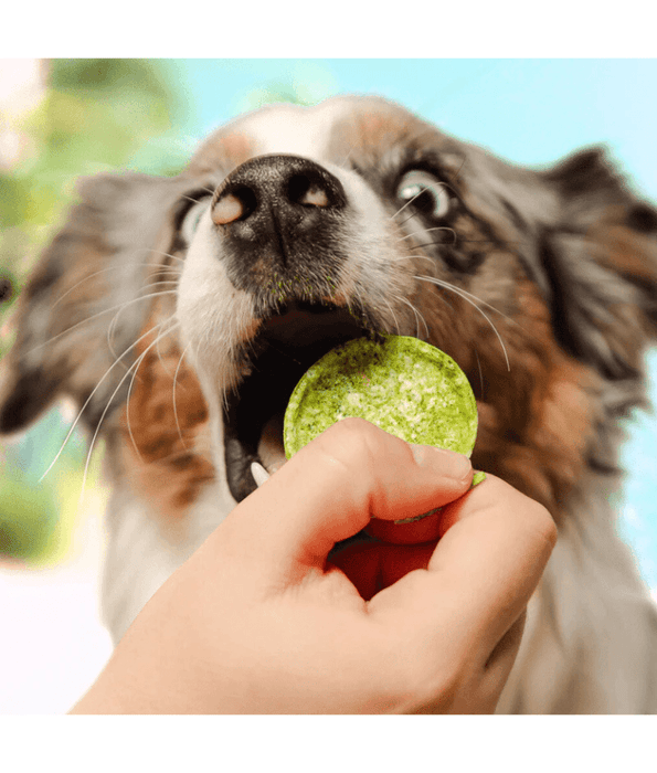 Smoofl - Dog Pops Salmon Oil & Algae, Rice-Based Low Fat Treat, Omega 3 Support, All Breed Sizes Adult - 24 g