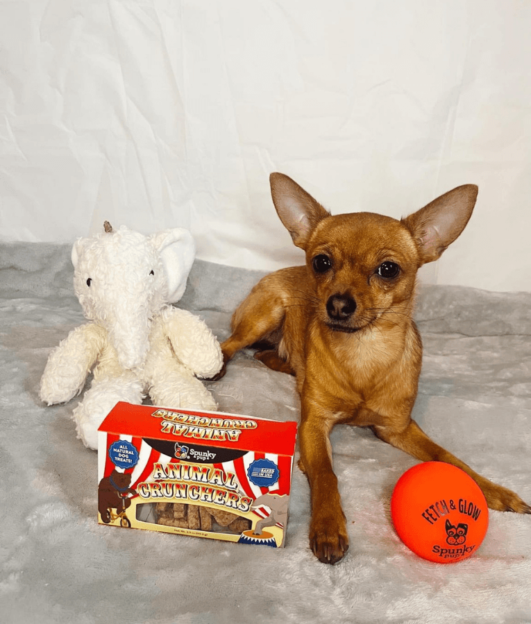 Spunky Pup - Fetch & Glow Balls, Glow-in-the-Dark Floating Fetch Toy, Assorted 2-Pack - Small