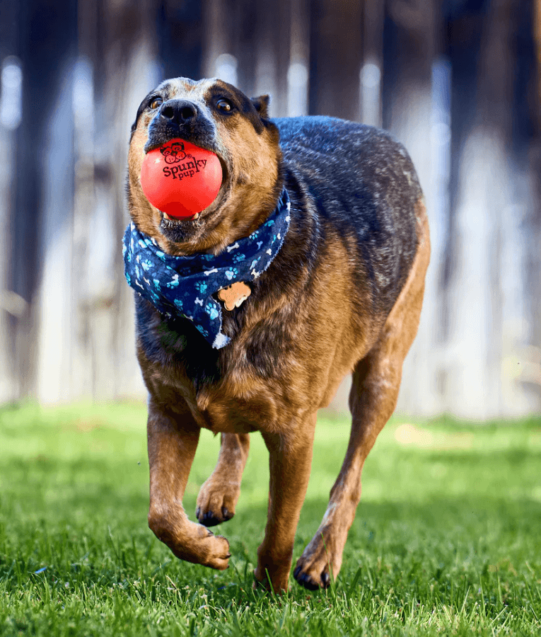 Spunky Pup - Fetch & Glow Ball, Glow In The Dark Floating Fetch Toy, Durable Non Toxic Design - Large