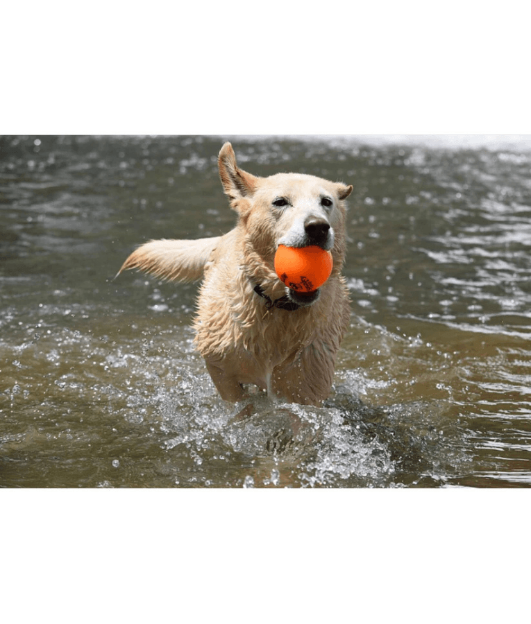 Spunky Pup - Fetch & Glow Ball, Glow In The Dark Floating Fetch Toy, Durable Non Toxic Design - Large