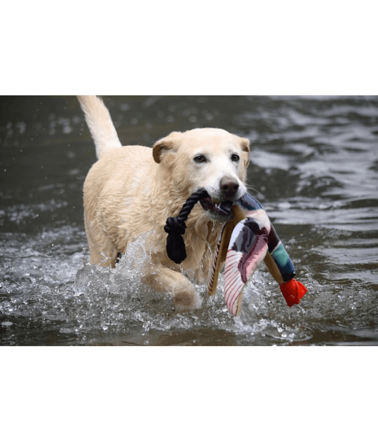 Spunky Pup - Fly & Fetch Duck, Floating Launching Squeaky Dog Toy - 40 cm