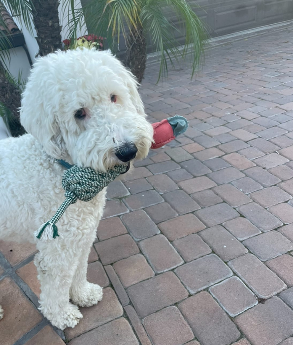 Spunky Pup - Fly & Fetch Rope Duck, Floating Launching Squeaky Dog Toy