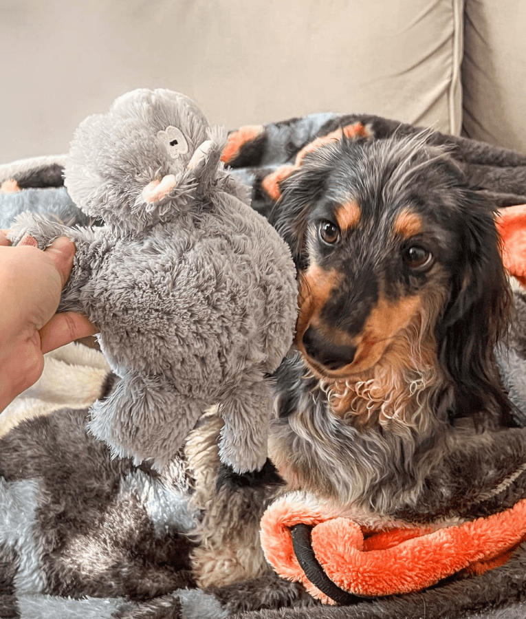 Spunky Pup - Furry Friends Plush Hippo, Squeaky Crinkle Ball Dog Toy