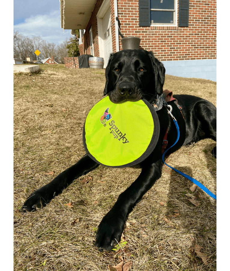 Spunky Pup - Soft Disc, Lightweight Floating Fetch Toy for Dogs