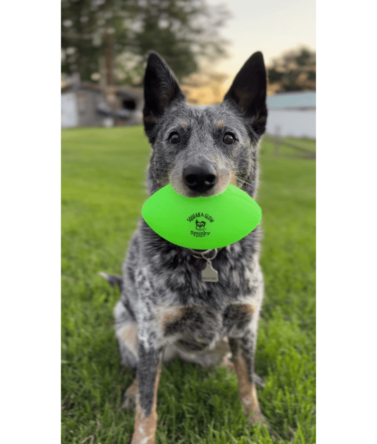 Spunky Pup - Squeak & Glow Football, Glow-in-the-Dark Floating Dog Fetch Toy, Squeaky Textured Football