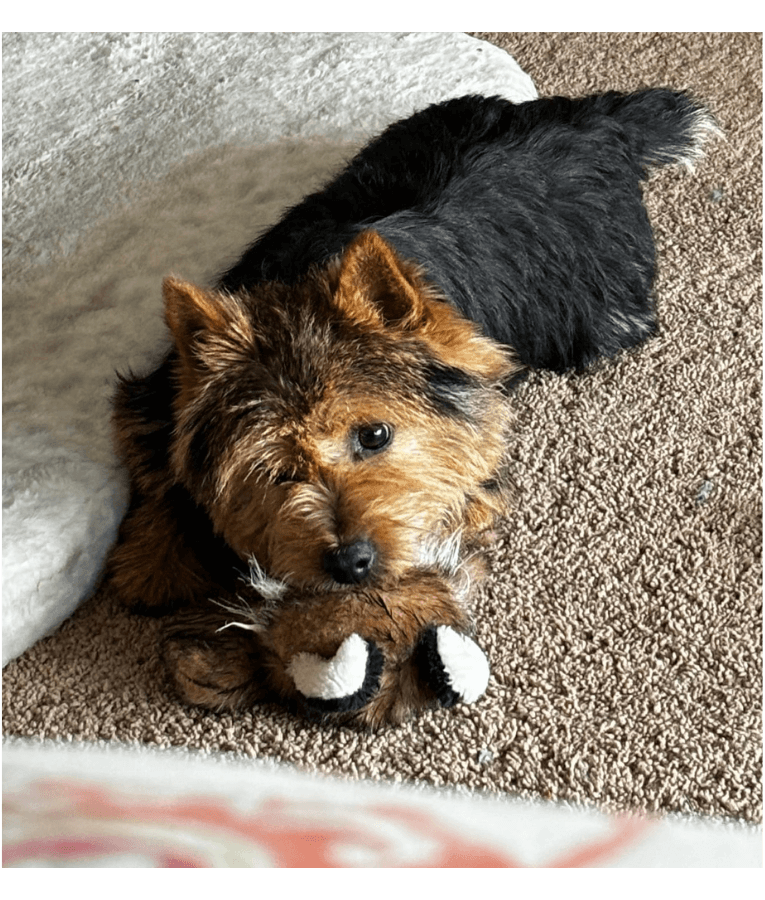 Spunky Pup - Wibbleez Outdoors Fox, Stretch & Squeak Plush Dog Toy