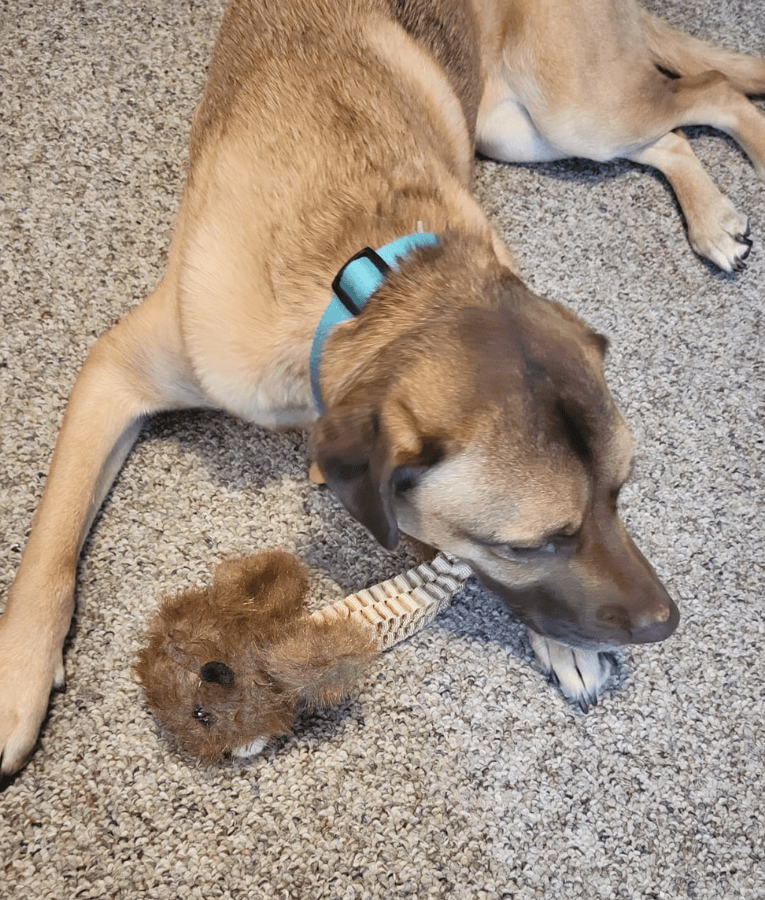 Spunky Pup - Wibbleez Outdoors Beaver, Stretch & Squeak Plush Dog Toy
