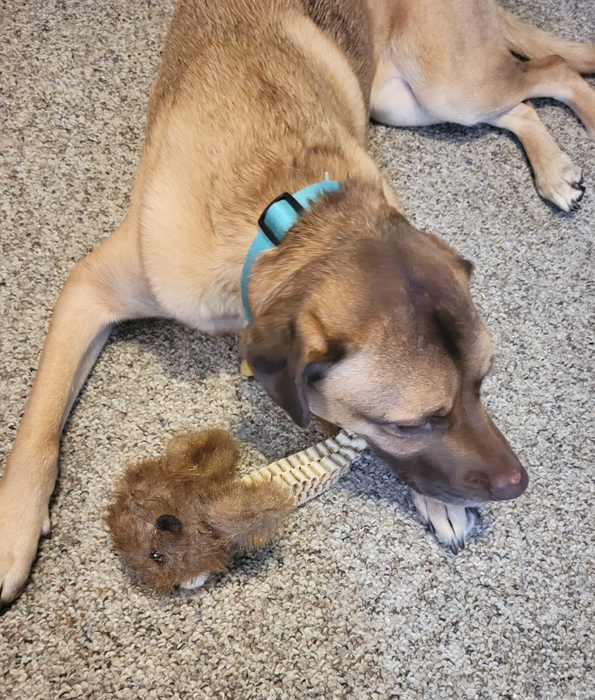 Spunky Pup - Wibbleez Outdoors Beaver, Stretch & Squeak Plush Dog Toy