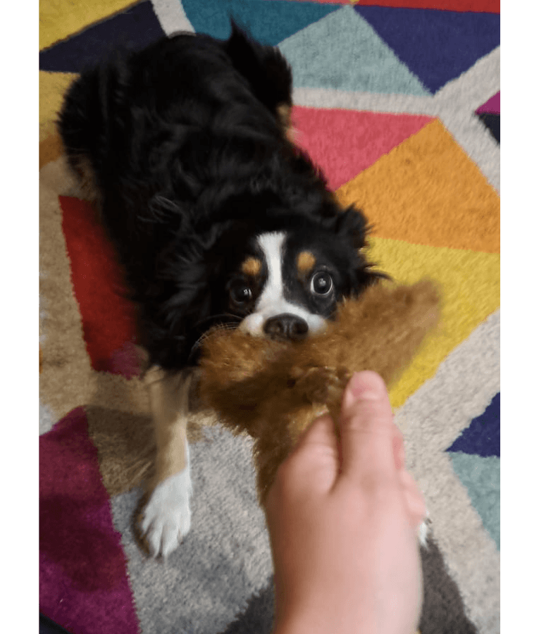 Spunky Pup - Wibbleez Outdoors Beaver, Stretch & Squeak Plush Dog Toy