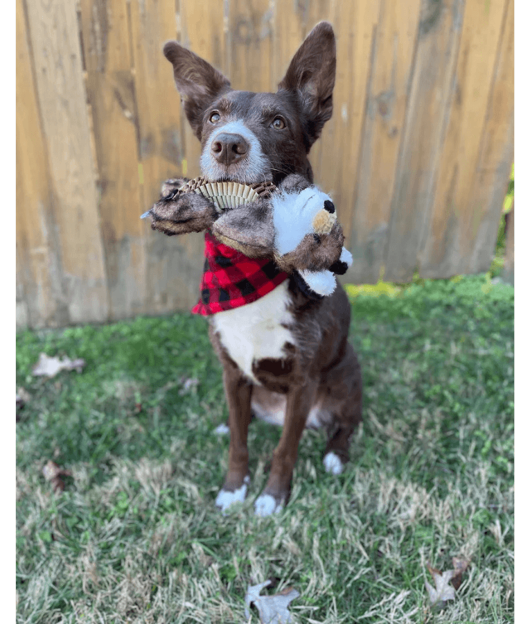 Spunky Pup - Wibbleez Outdoors Fox, Stretch & Squeak Plush Dog Toy