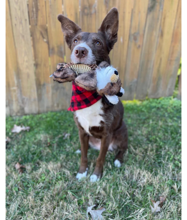 Spunky Pup - Wibbleez Outdoors Fox, Stretch & Squeak Plush Dog Toy