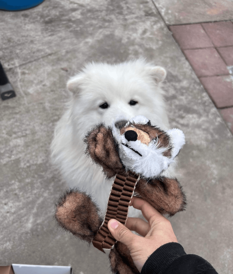 Spunky Pup - Wibbleez Outdoors Fox, Stretch & Squeak Plush Dog Toy