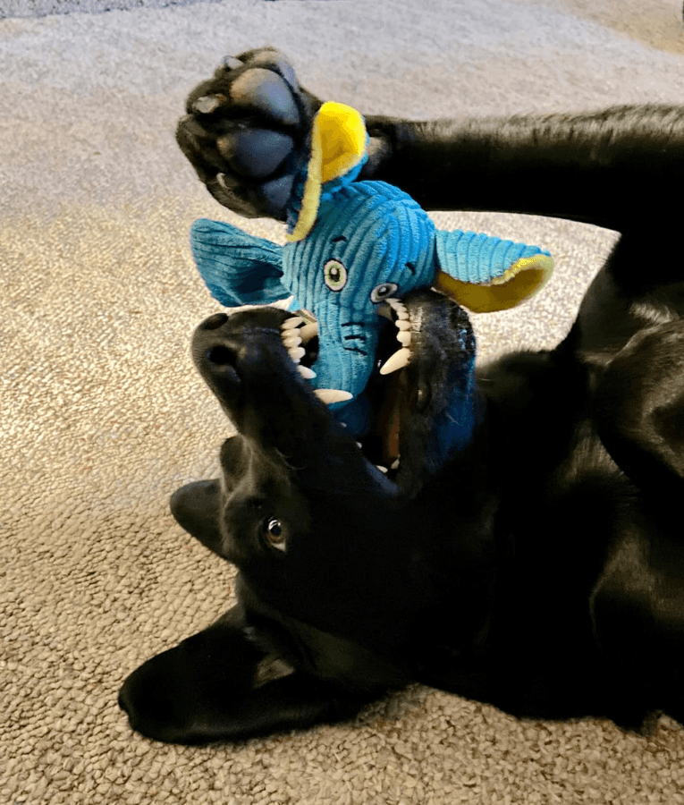 Spunky Pup - Wibbleez Straight Monkey, Stretch & Squeak Plush Dog Toy